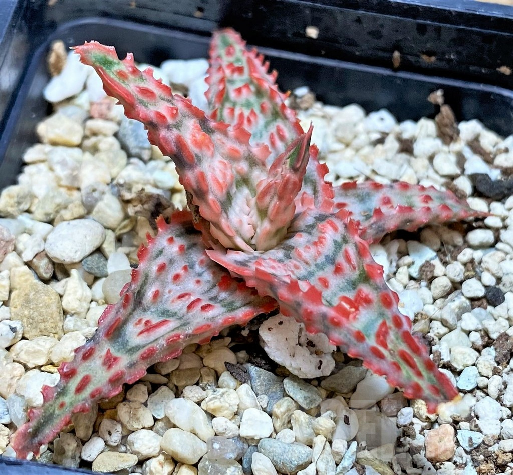 SHPR42122 Aloe hybrid