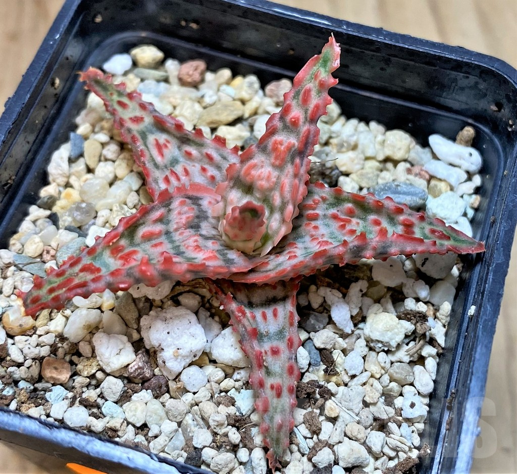 SHPR42122 Aloe hybrid - Image 3