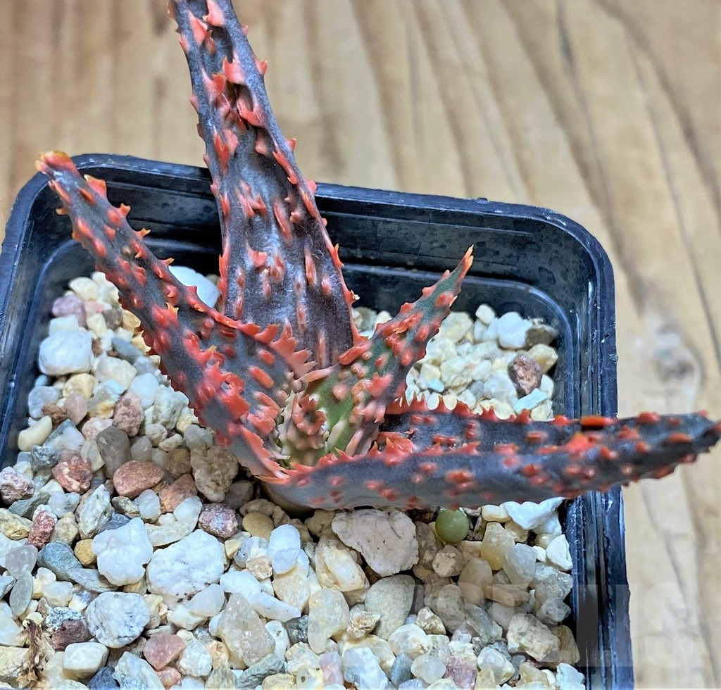 SHPR42126 Aloe hybrid - Image 2
