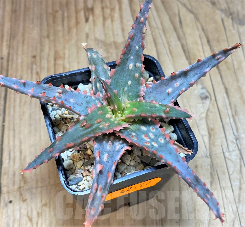 SHPR42127 Aloe hybrid - Image 2