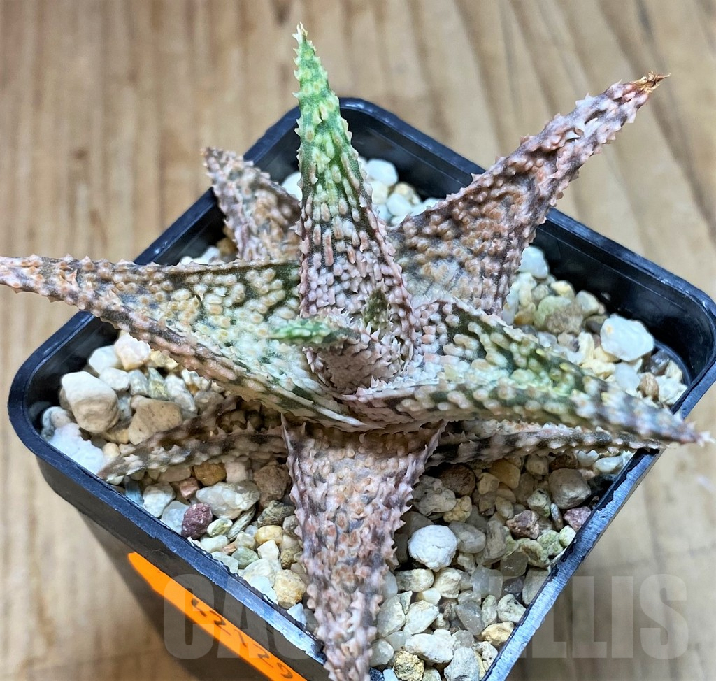 SHPR42129 Aloe hybrid - Image 2