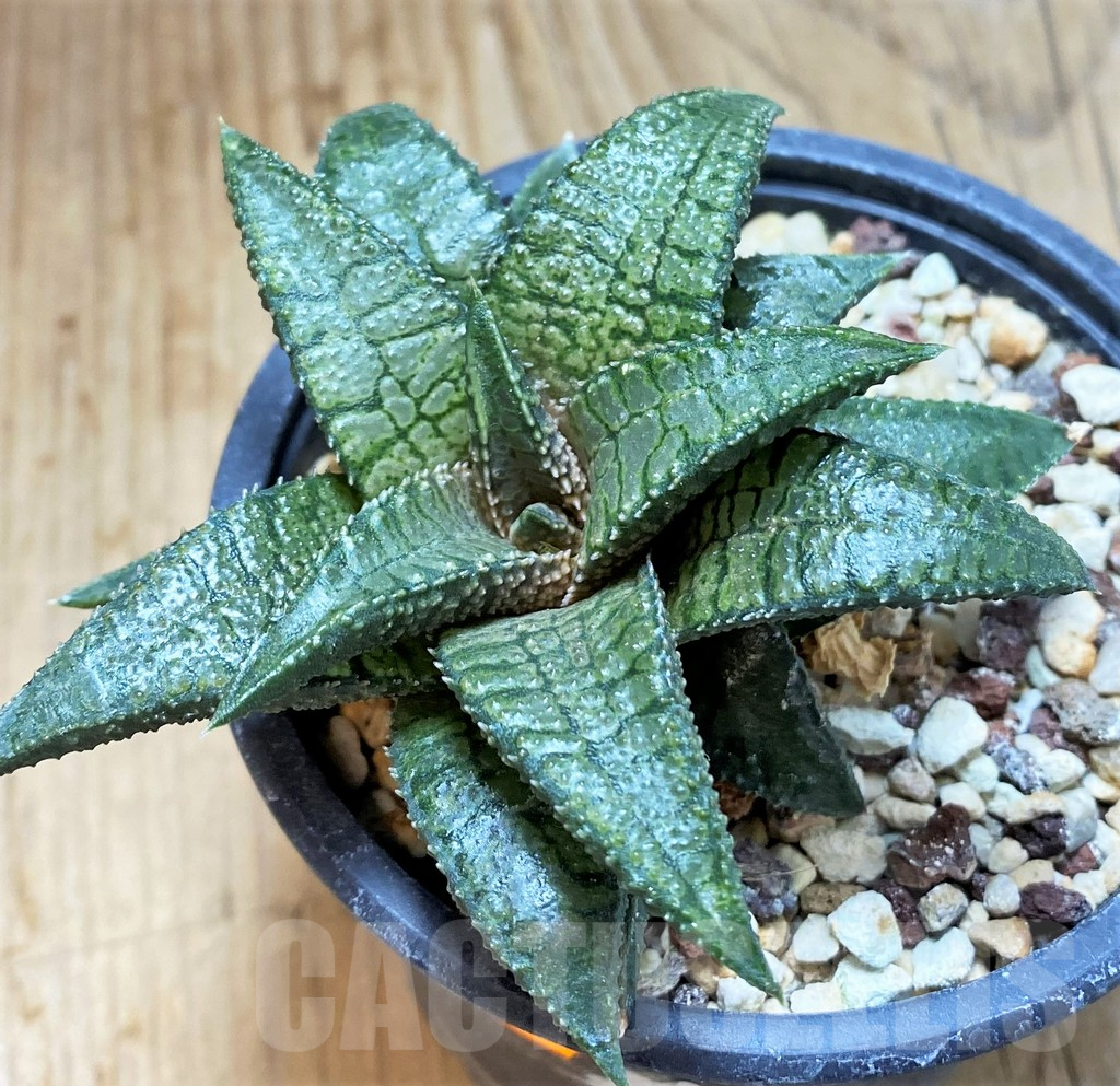 SHPR42114 Haworthia koelmaniorum 'Dragon King'