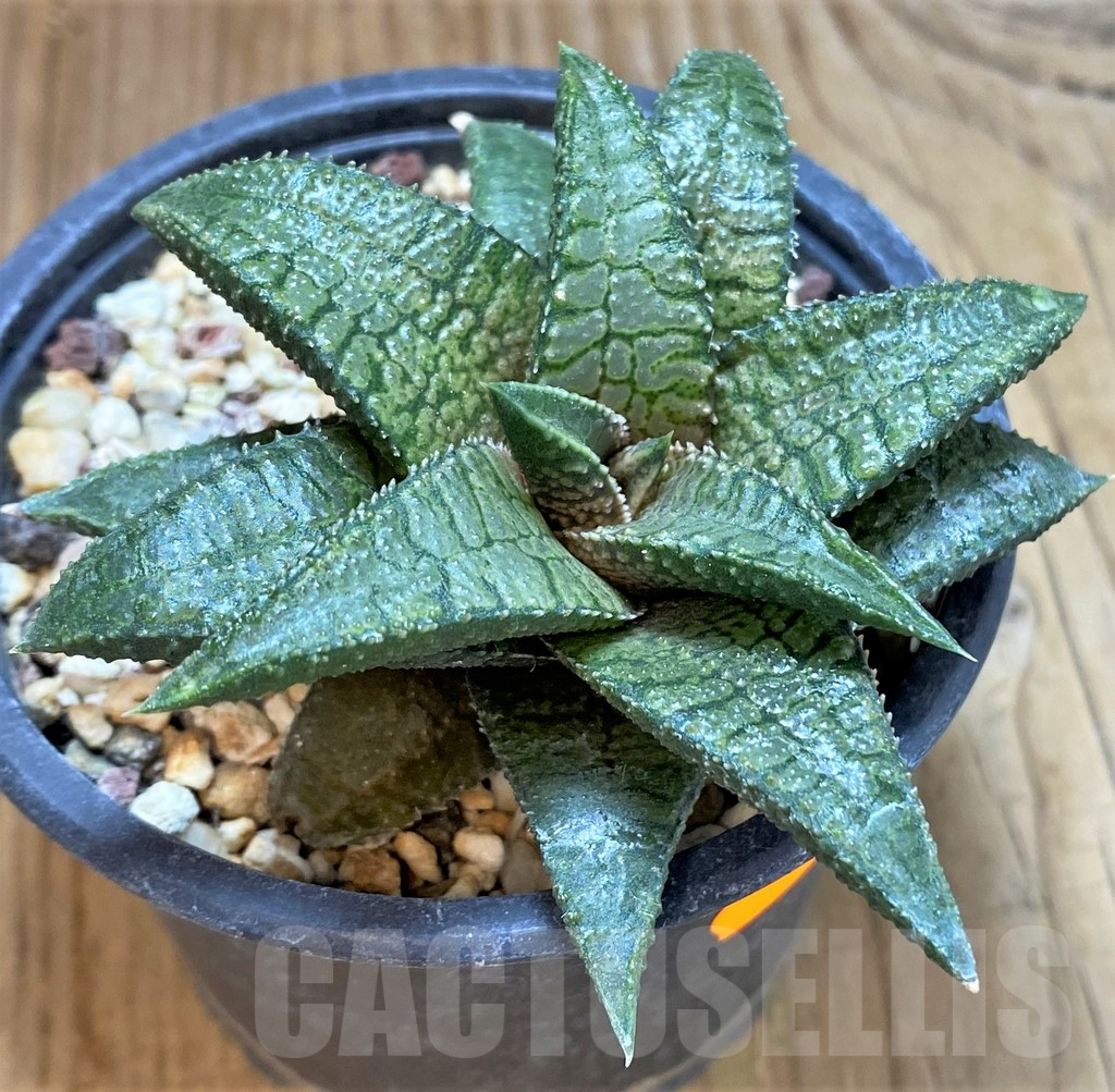 SHPR42114 Haworthia koelmaniorum 'Dragon King' - Image 2