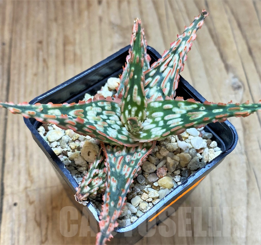 SHPR42135 Aloe hybrid - Image 2