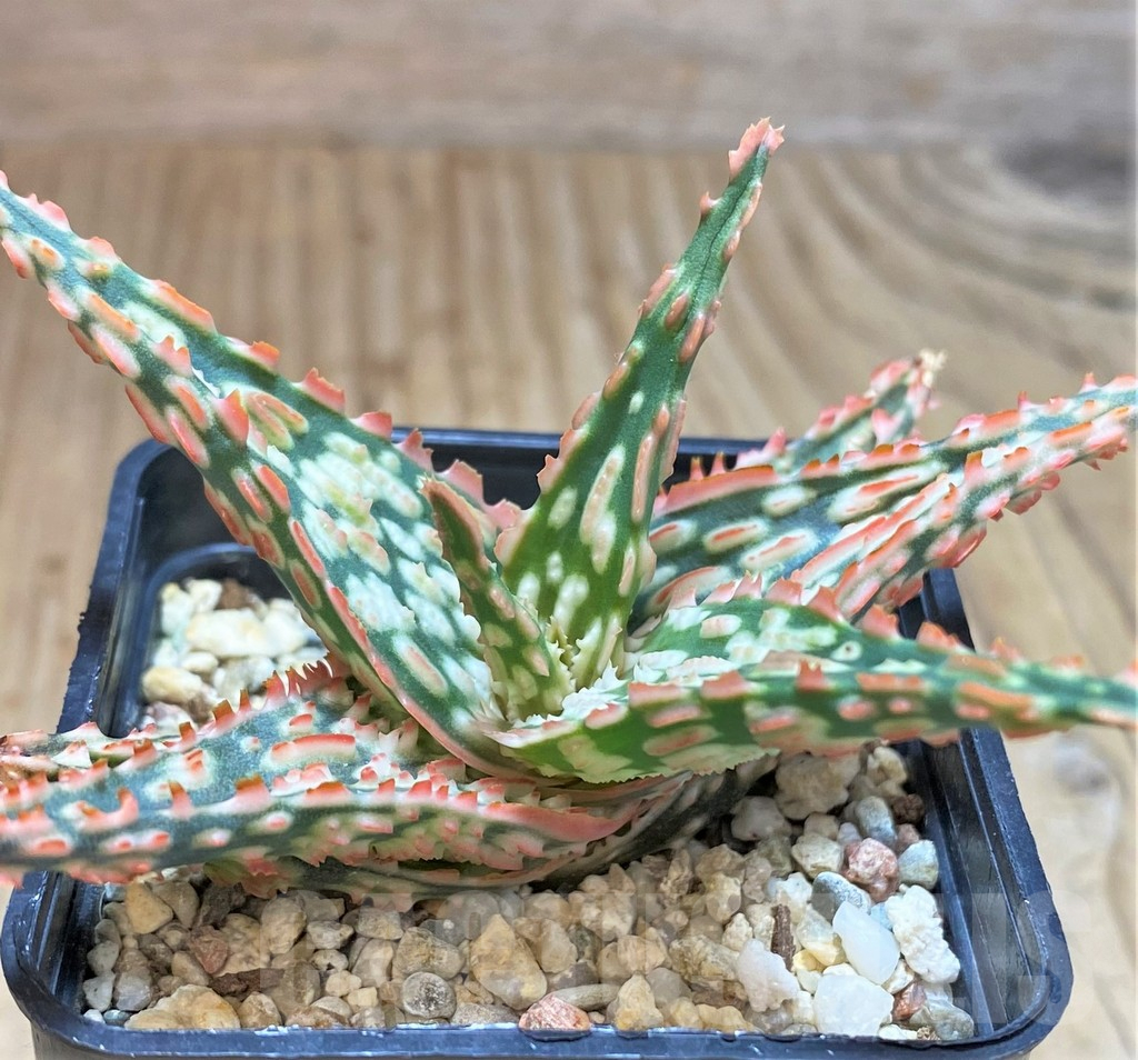 SHPR42135 Aloe hybrid