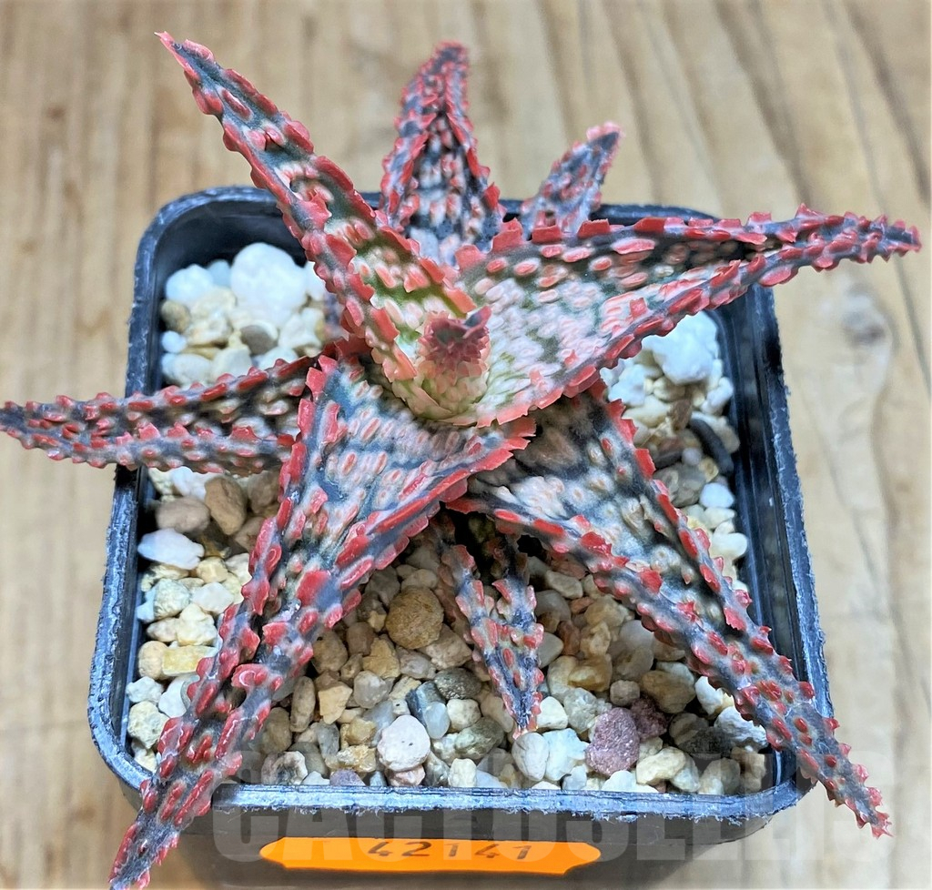 SHPR42141 Aloe hybrid - Image 2