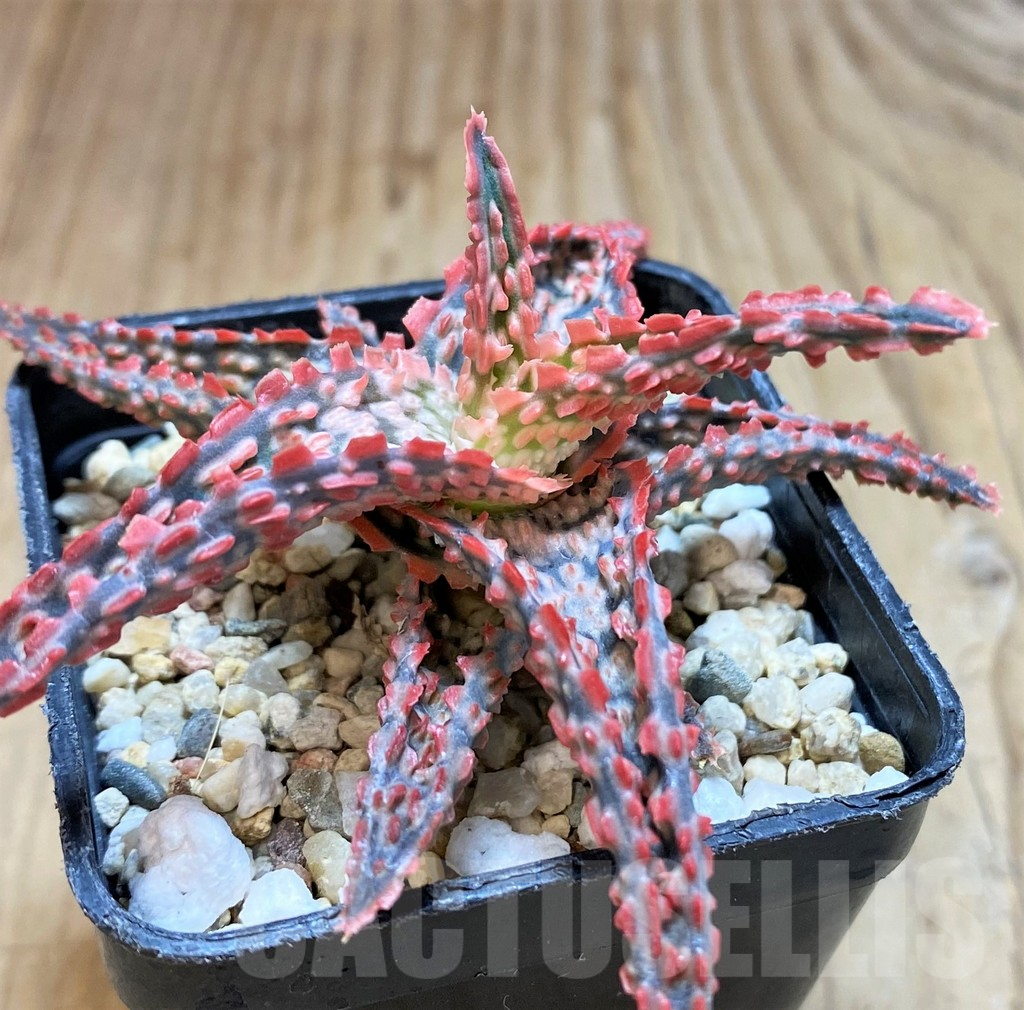 SHPR42141 Aloe hybrid