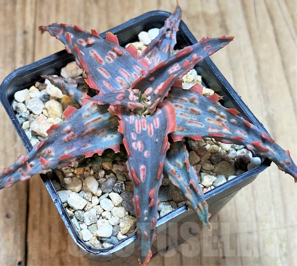 SHPR42203 Aloe TCT hybrid - Image 2