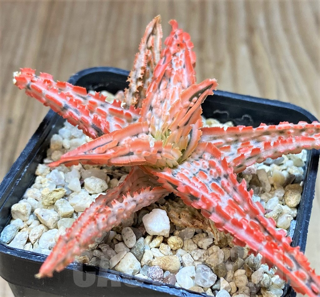 SHPR42209 Aloe TCT hybrid - Image 2