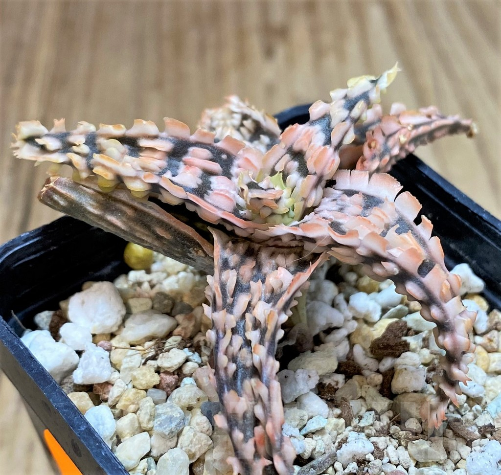 SHPR42210 Aloe TCT hybrid - Image 3