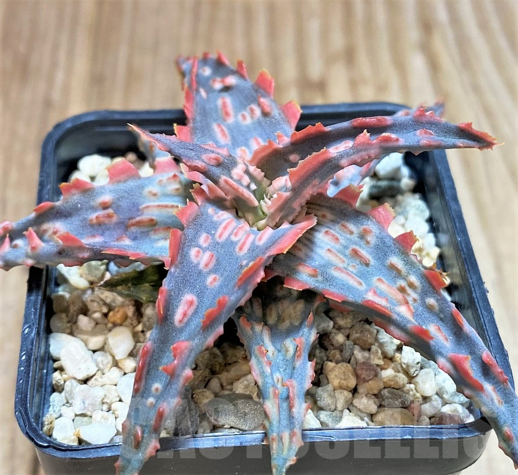 SHPR42203 Aloe TCT hybrid