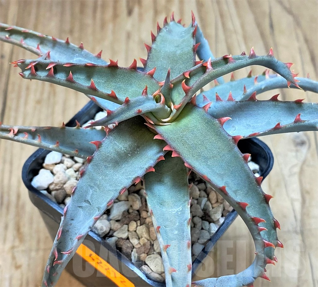 SHPR42212 Aloe TCT hybrid - Image 2
