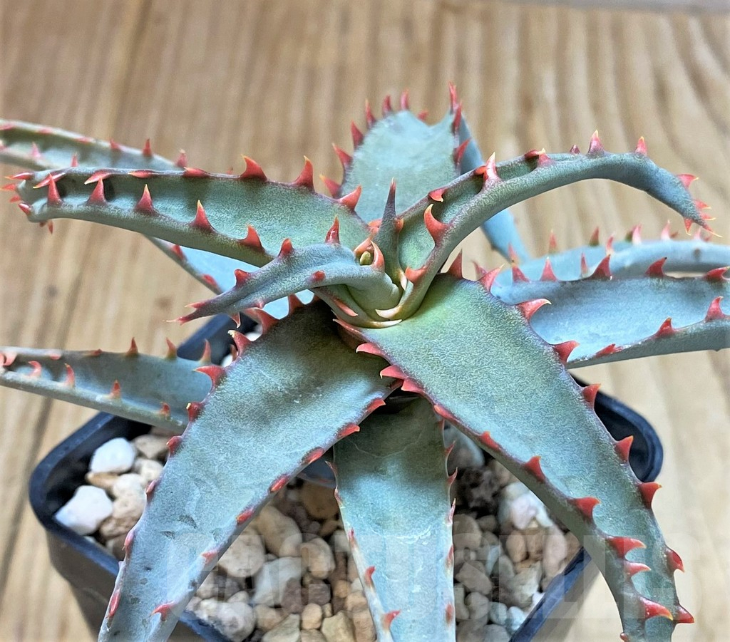 SHPR42212 Aloe TCT hybrid