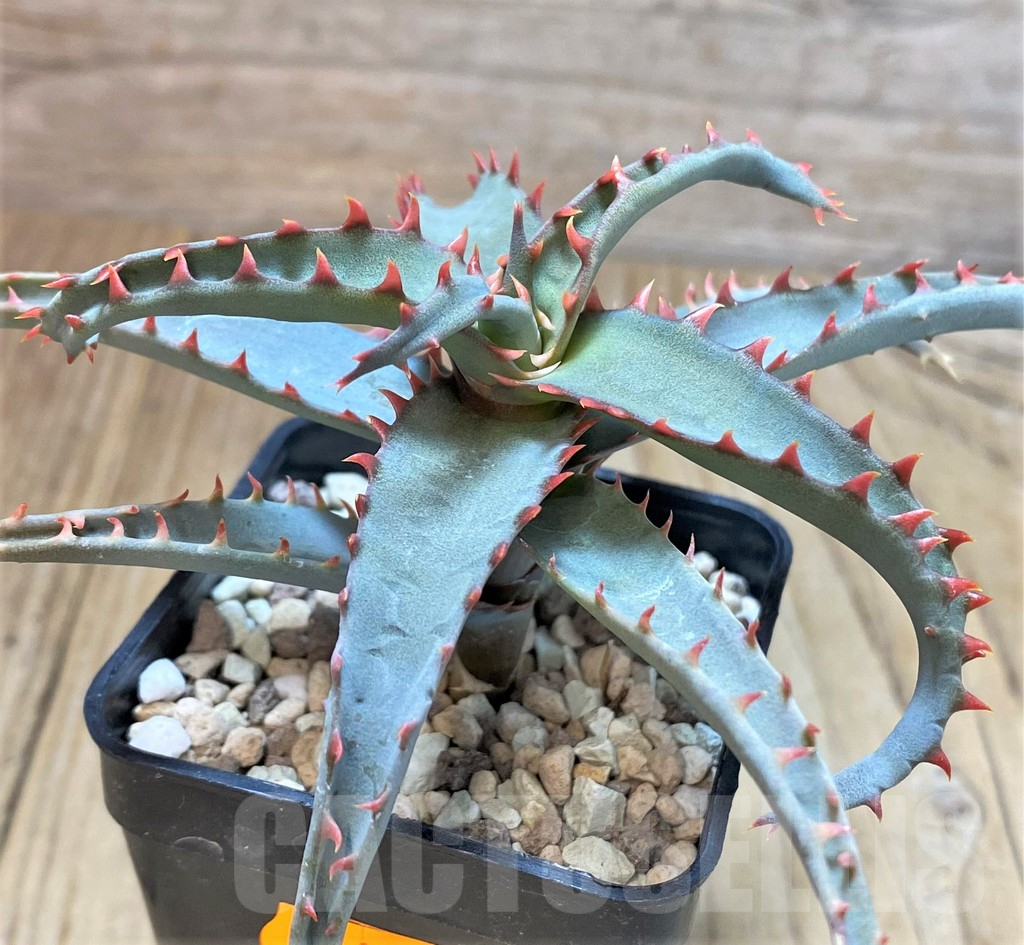 SHPR42212 Aloe TCT hybrid - Image 3