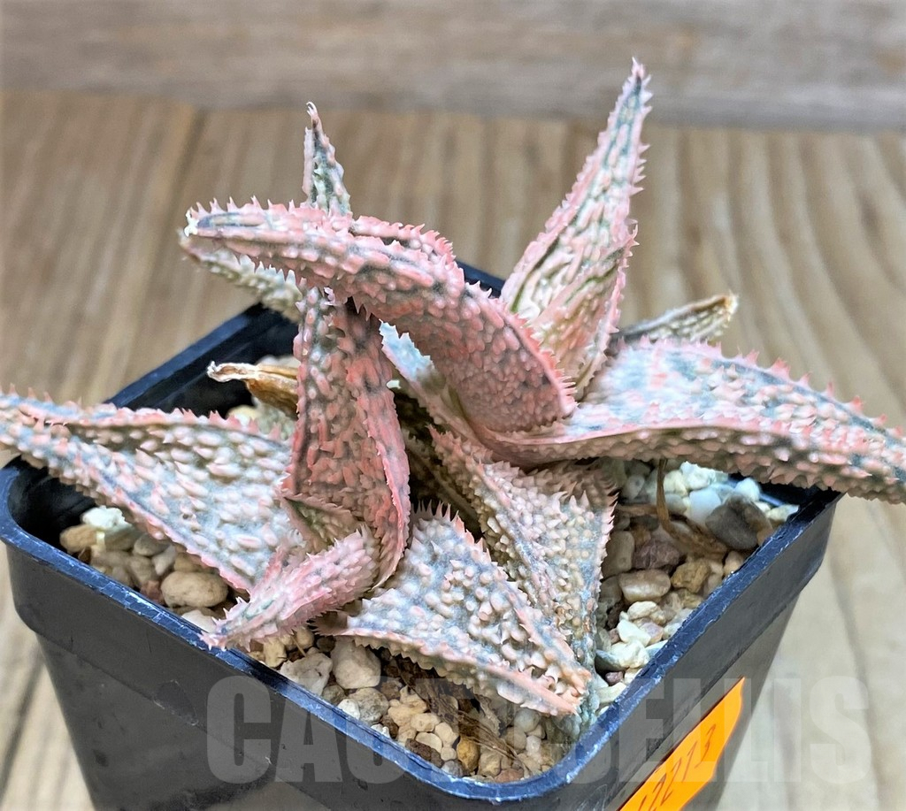 SHPR42213 Aloe TCT hybrid