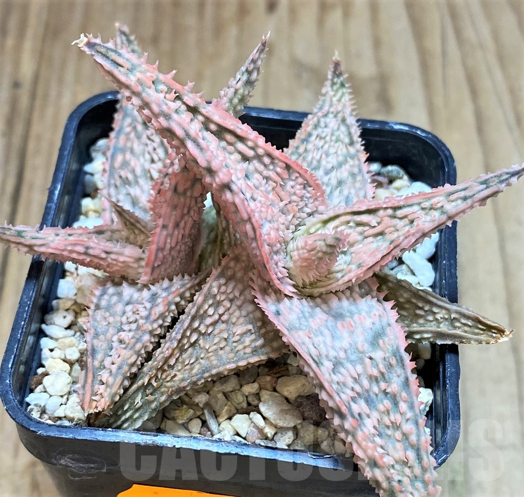 SHPR42213 Aloe TCT hybrid - Image 2