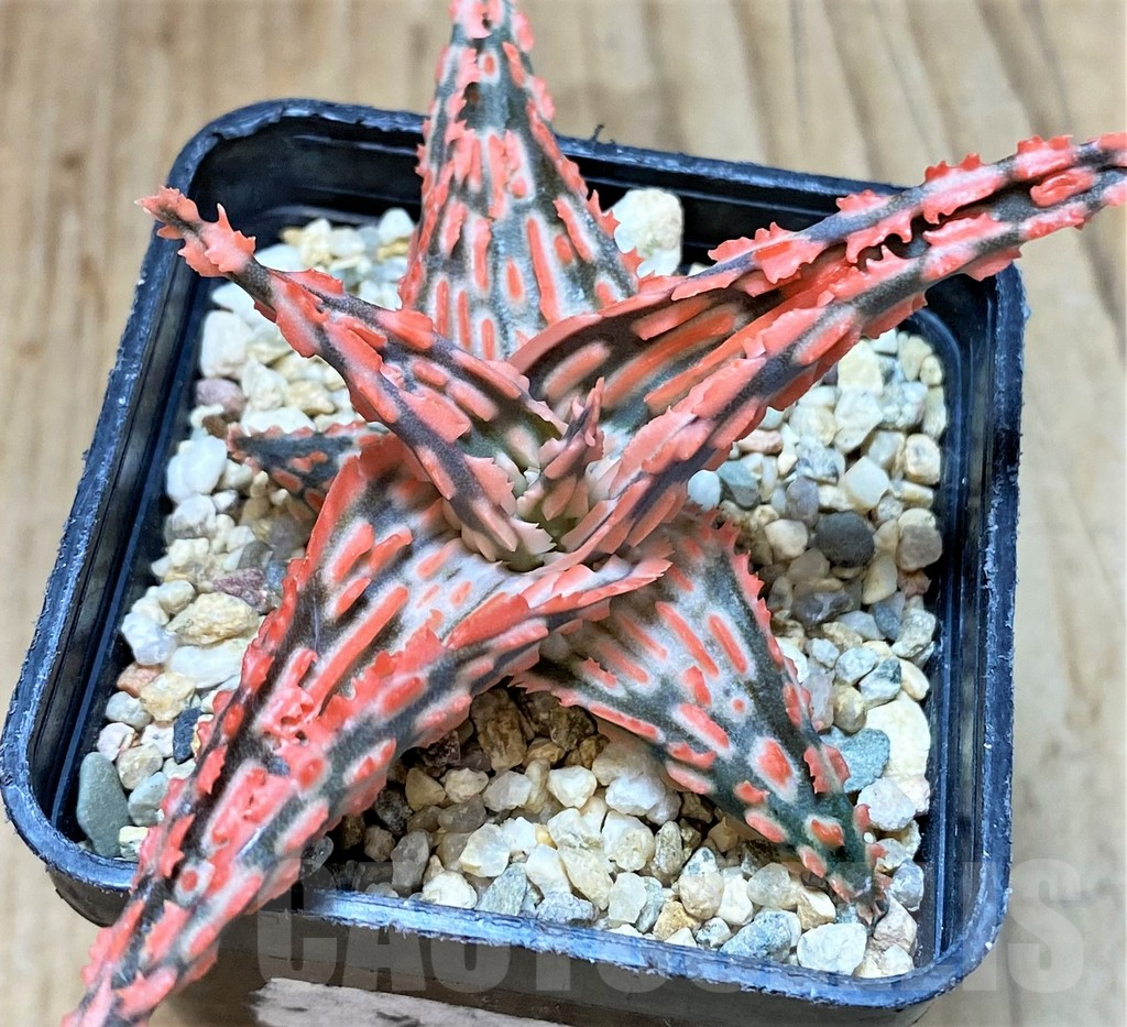 SHPR42215 Aloe TCT hybrid - Image 3
