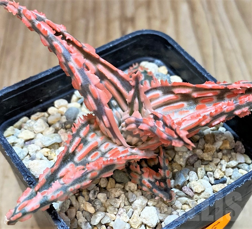 SHPR42215 Aloe TCT hybrid - Image 2