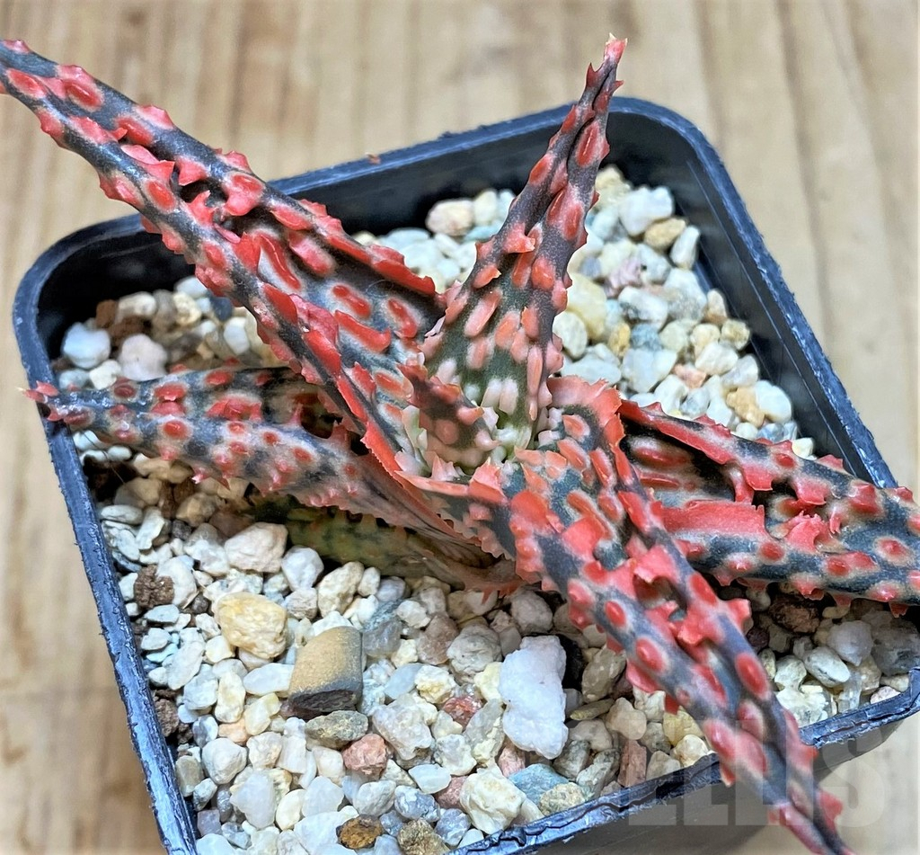 SHPR42216 Aloe TCT hybrid - Image 2