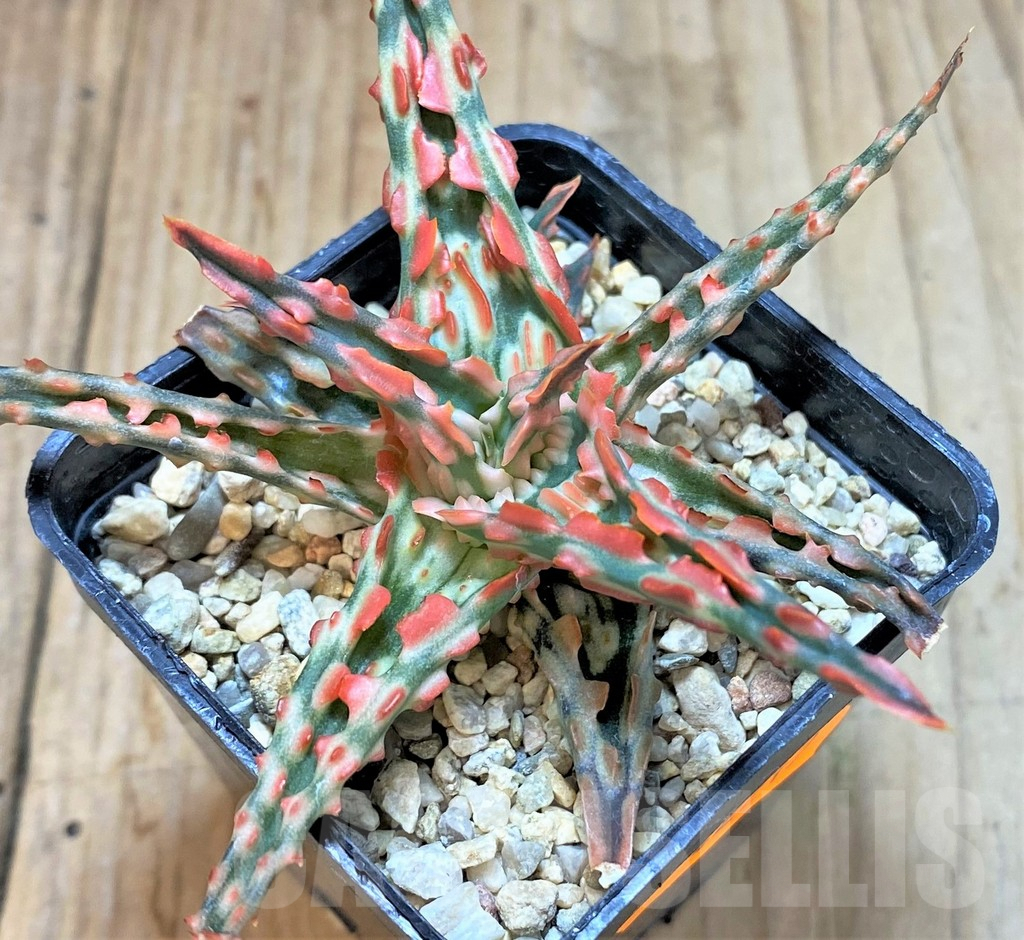 SHPR42217 Aloe TCT hybrid - Image 3