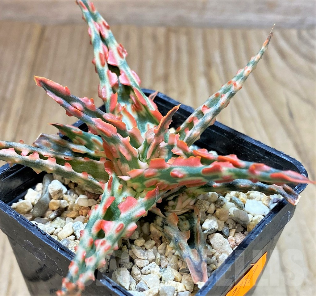 SHPR42217 Aloe TCT hybrid - Image 2