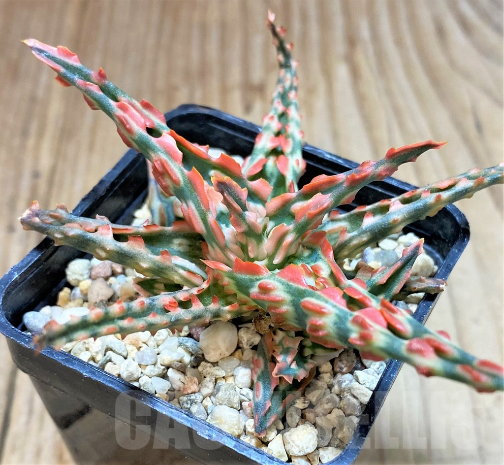 SHPR42217 Aloe TCT hybrid