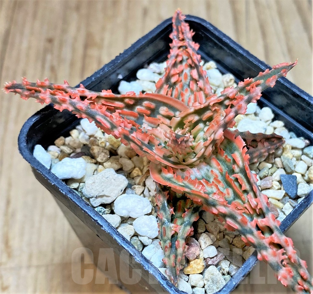 SHPR42218 Aloe TCT hybrid - Image 2