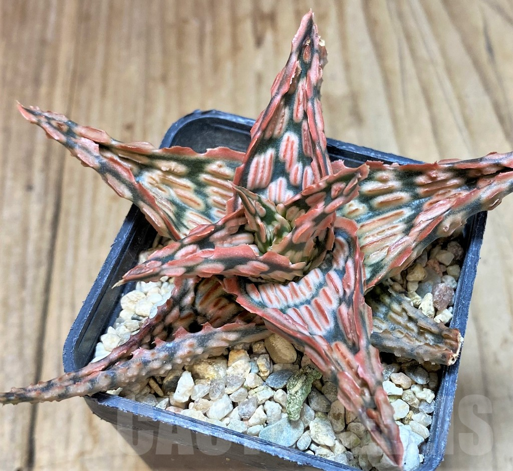 SHPR42219 Aloe TCT hybrid - Image 2