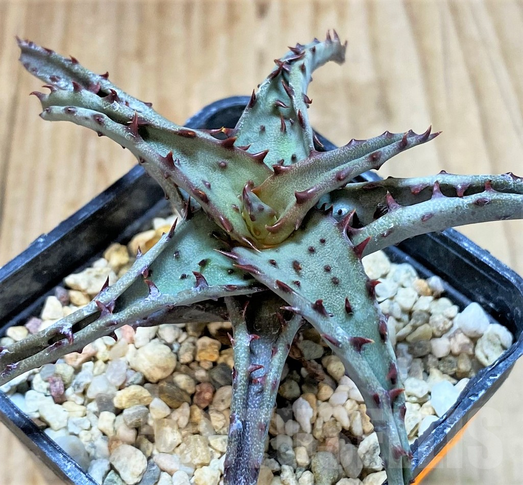 SHPR42220 Aloe TCT hybrid - Image 3