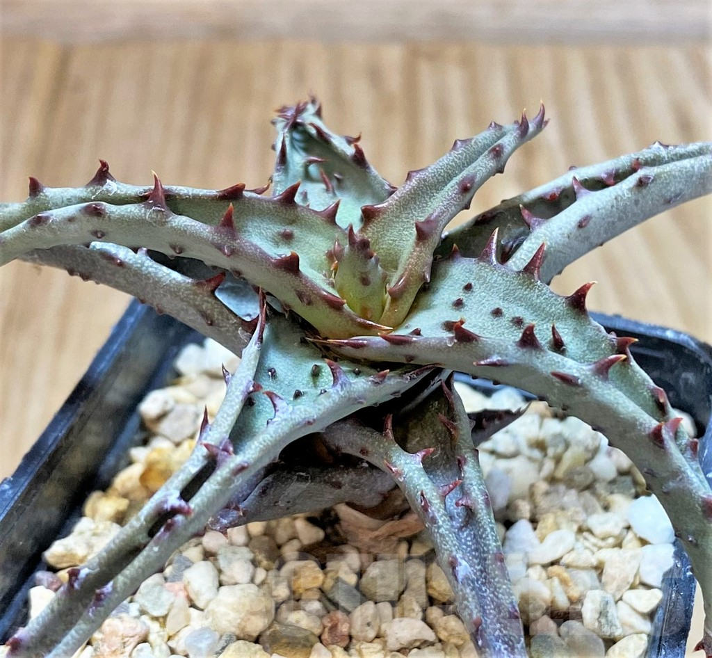 SHPR42220 Aloe TCT hybrid - Image 2