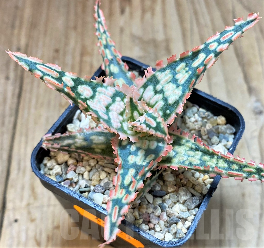 SHPR42223 Aloe TCT hybrid - Image 2
