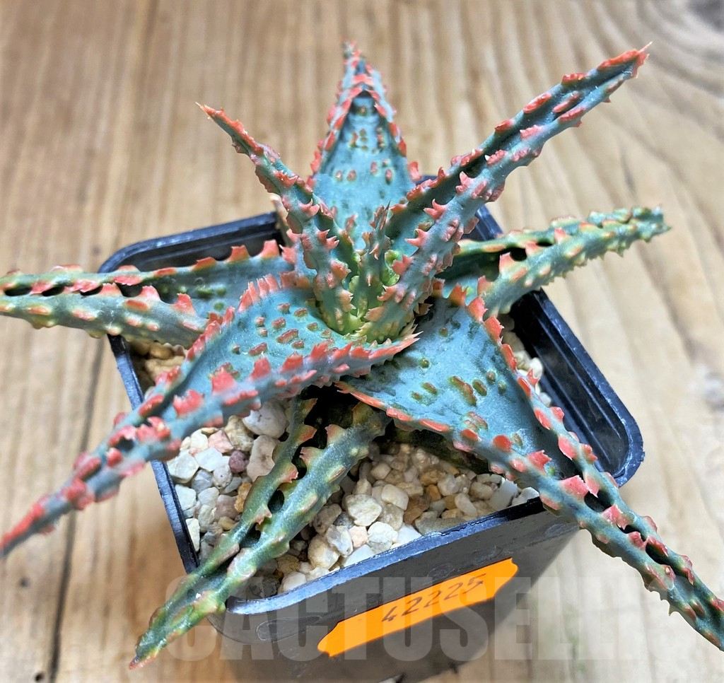 SHPR42225 Aloe TCT hybrid - Image 2
