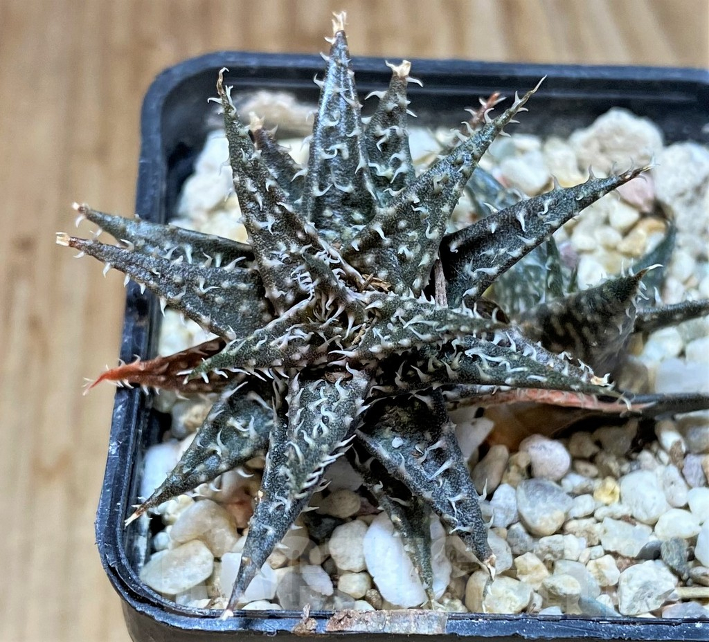 SHPR42226 Aloe descoingsii x haworthioides