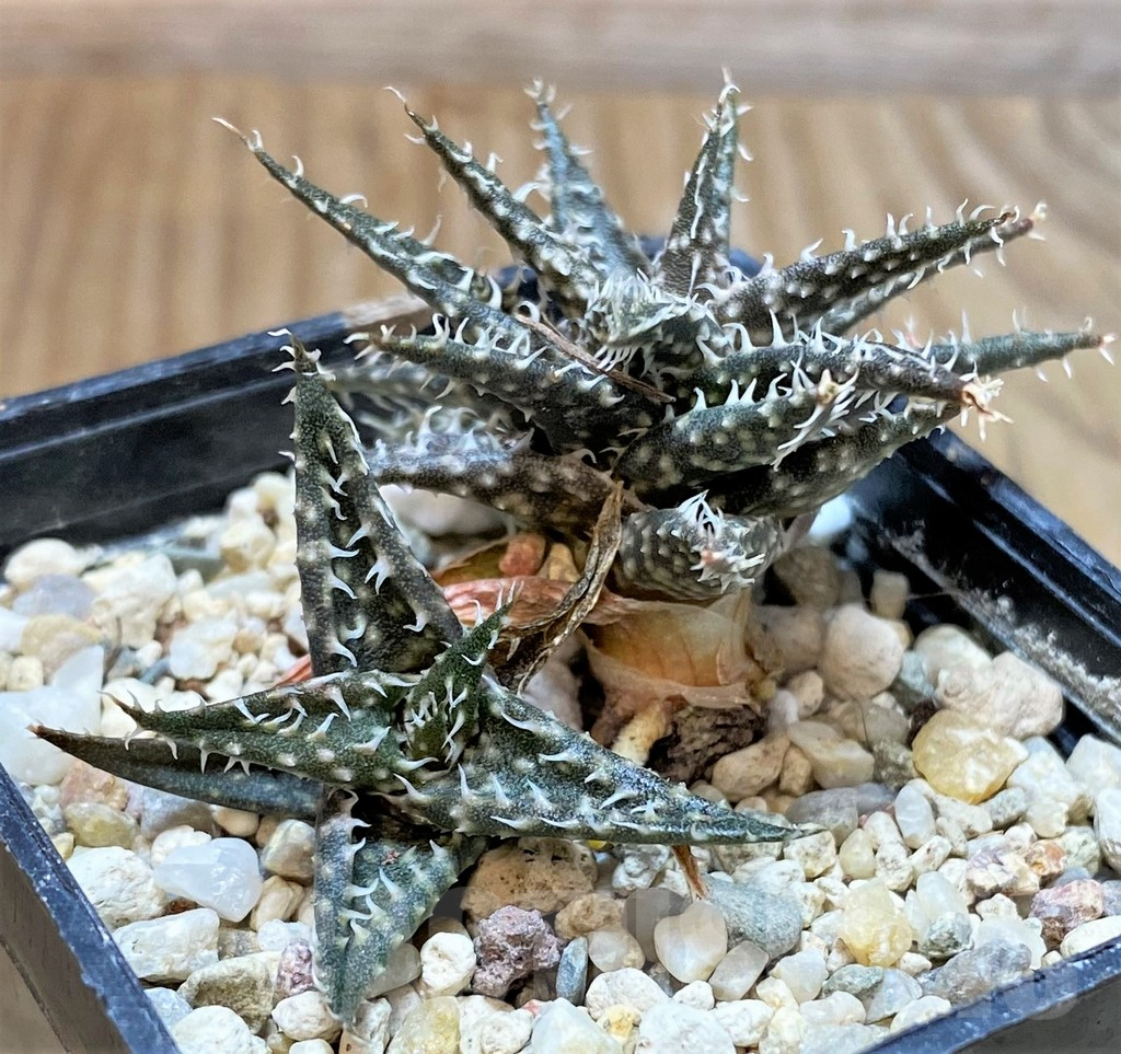SHPR42226 Aloe descoingsii x haworthioides - Image 2
