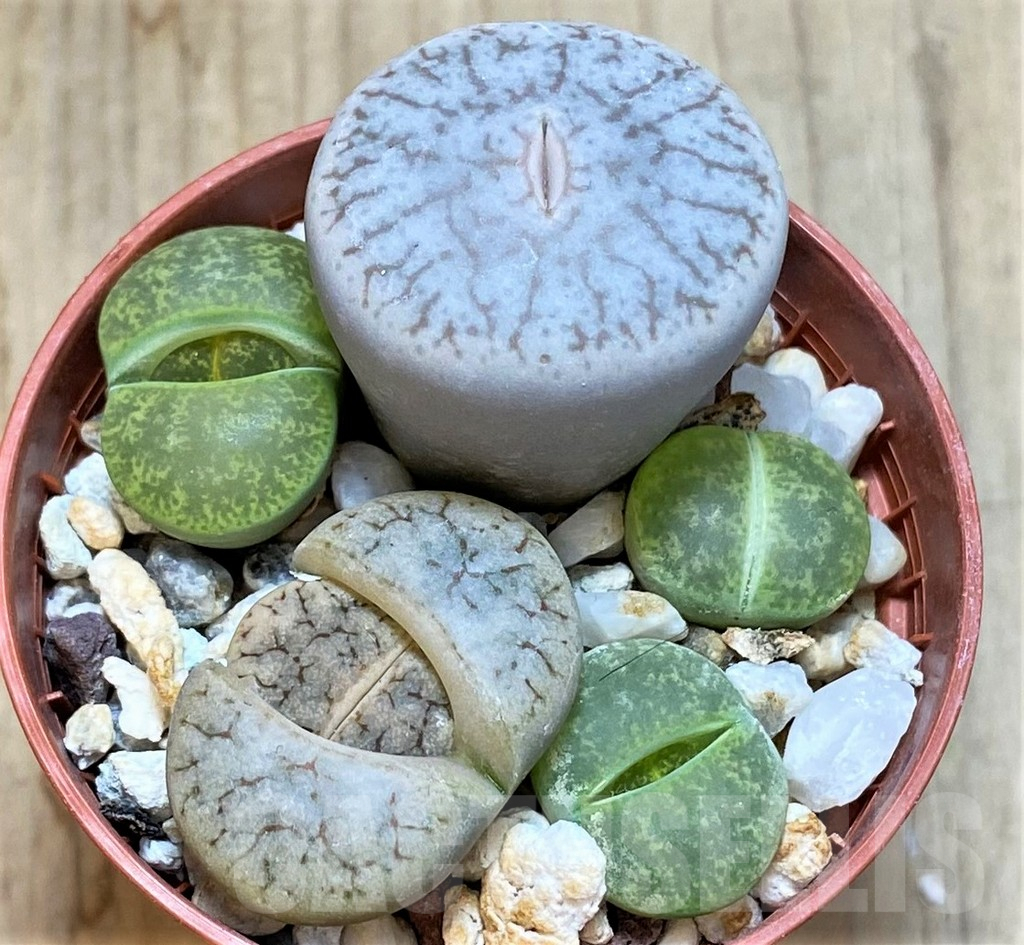 SHPR42341 Lithops mix