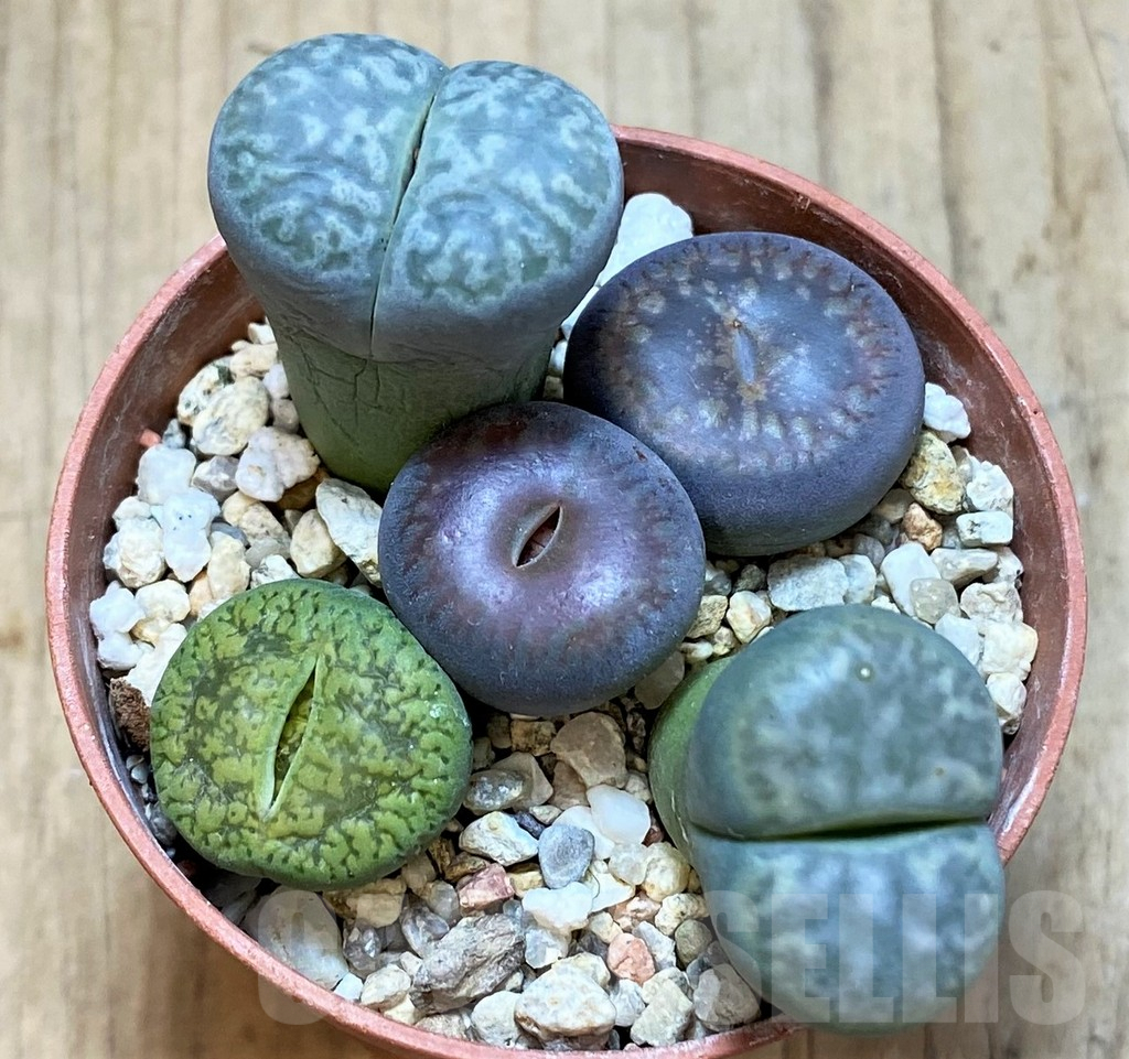 SHPR42342 Lithops mix