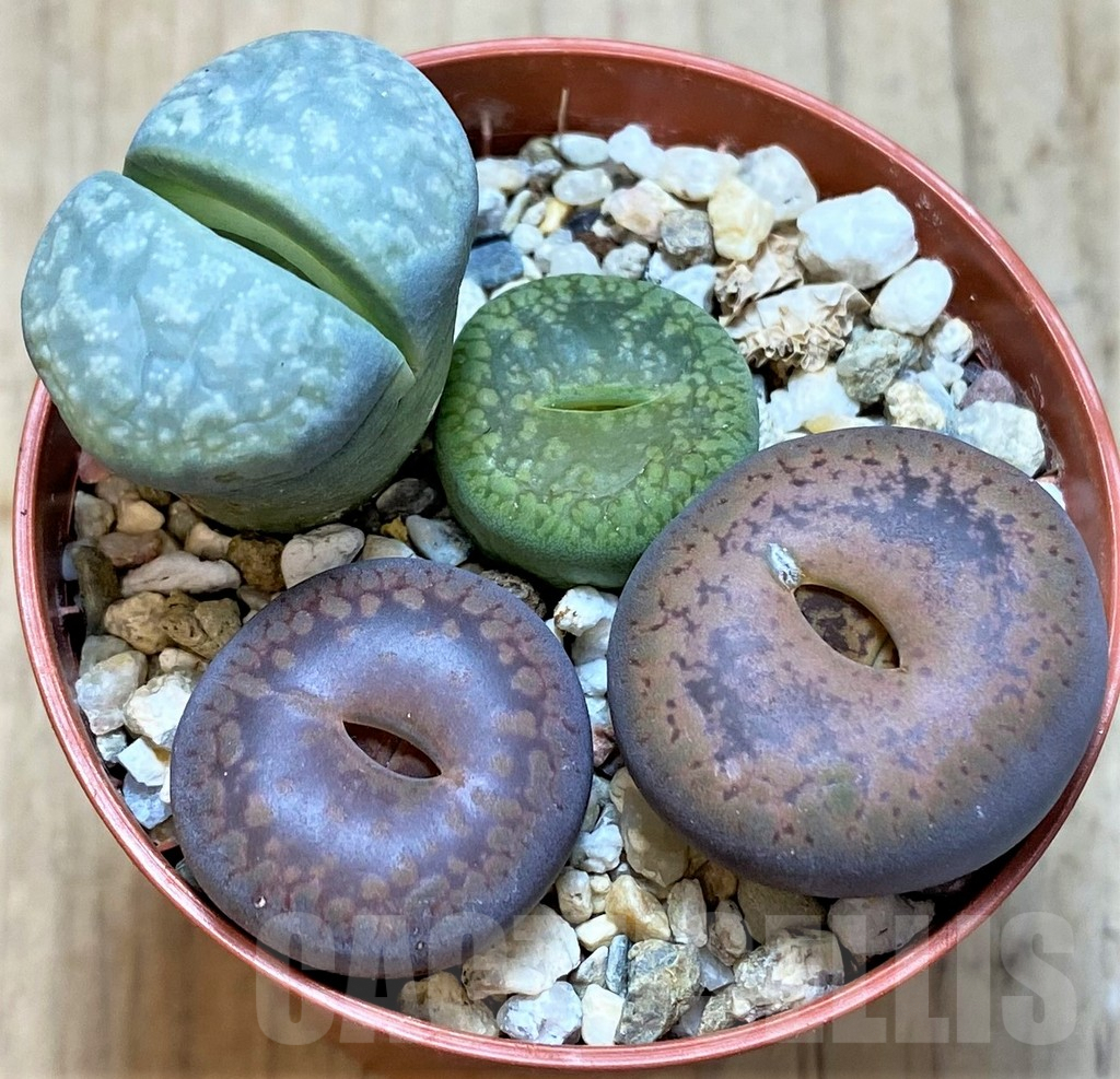 SHPR42343 Lithops mix