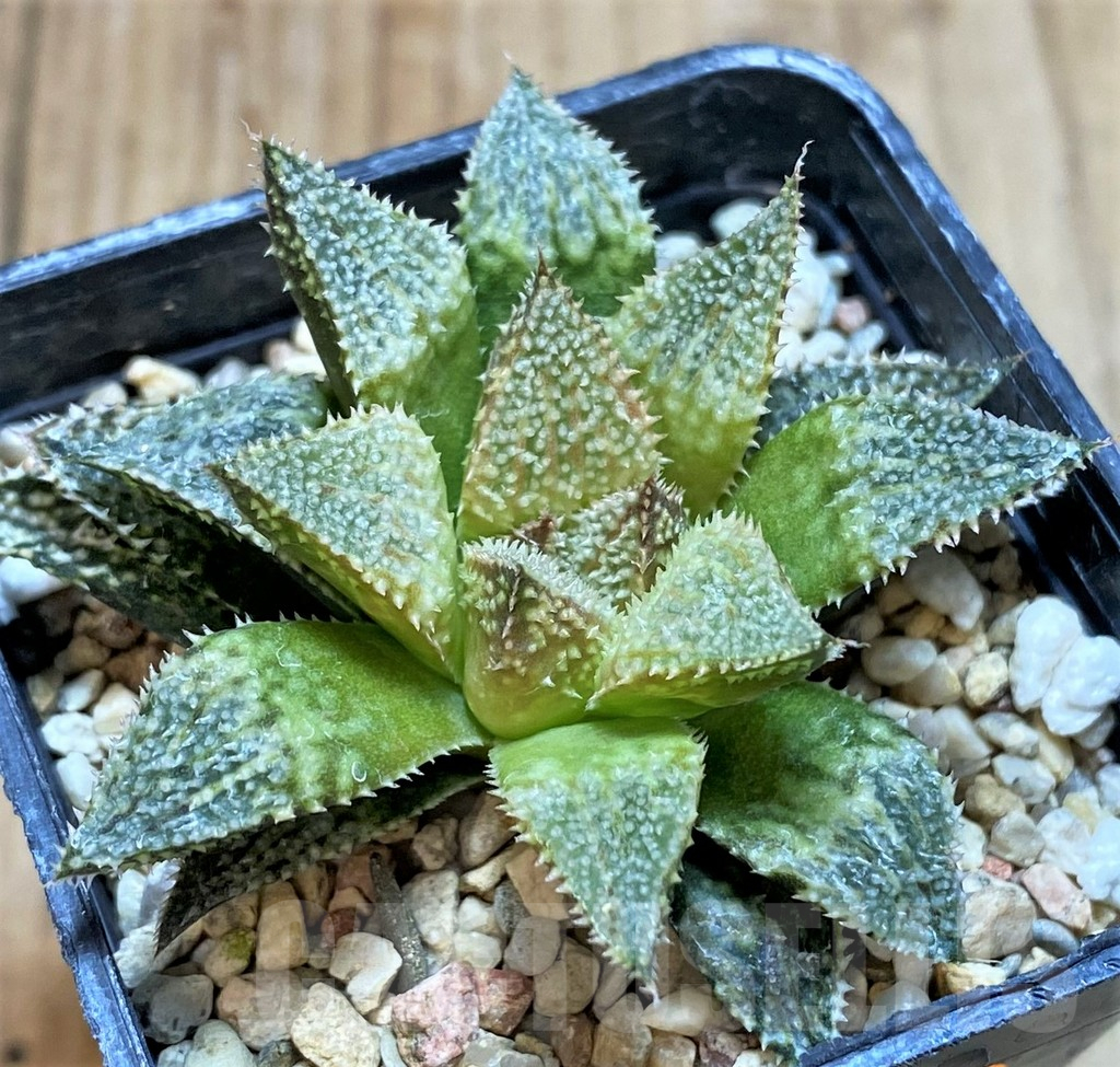 SHPR42345 Haworthia 'Hakuma' - Image 2