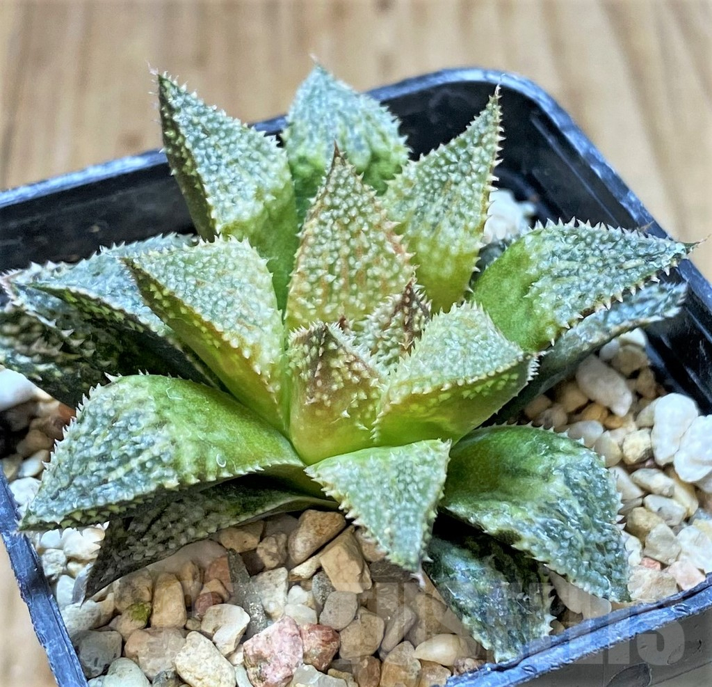 SHPR42345 Haworthia 'Hakuma'