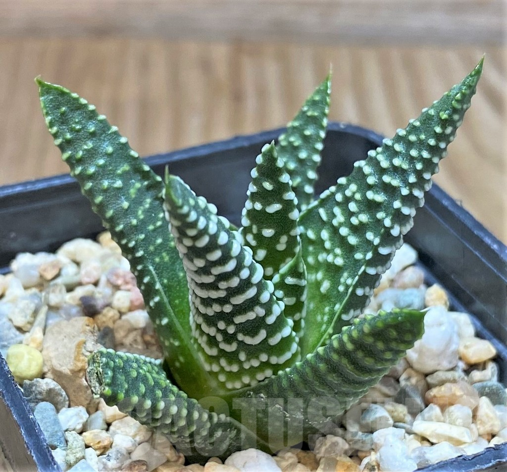 SHPR42350 Haworthia minima, seedling