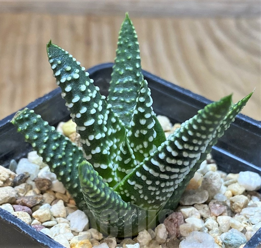 SHPR42350 Haworthia minima, seedling - Image 2