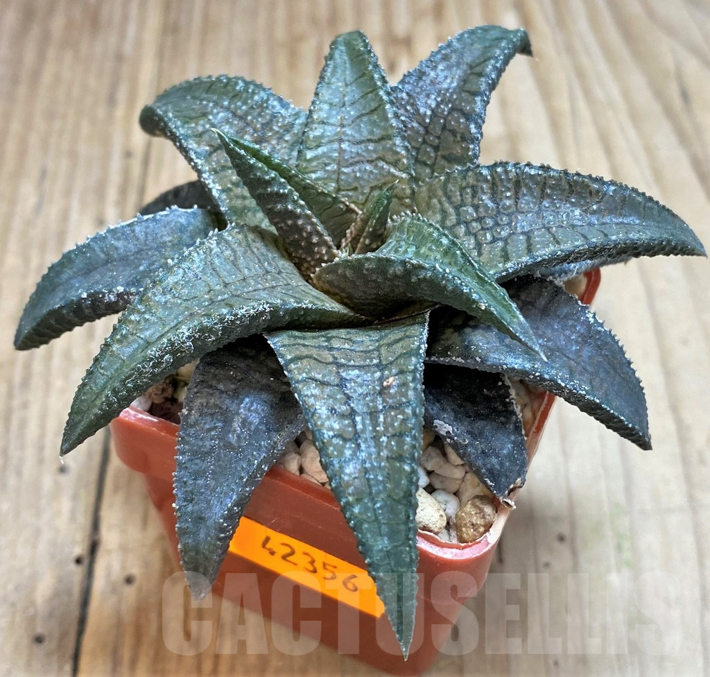 SHPR42356 Haworthia koelmaniorum 'Dragon King' - Image 2