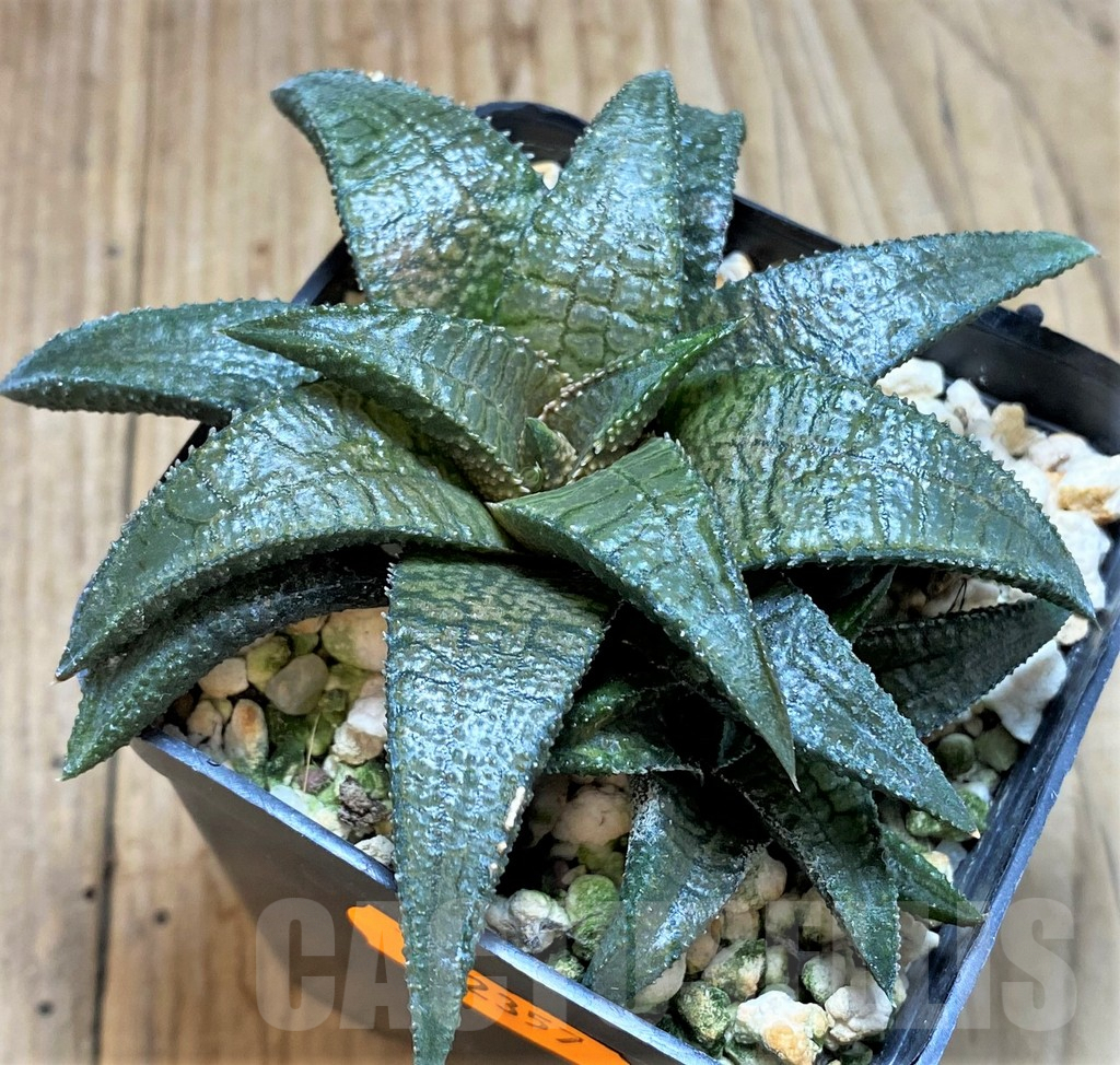 SHPR42357 Haworthia koelmaniorum 'Dragon King' - Image 2