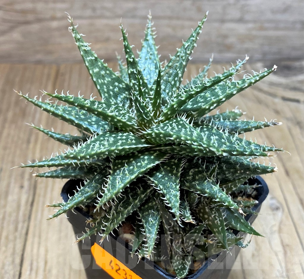 SHPR42318 Aloe descoingsii x haworthioides - Image 2