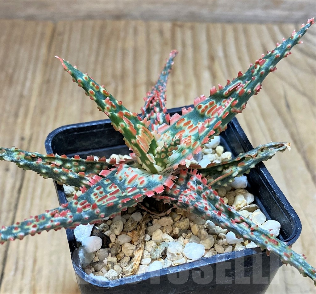 SHPR42319 Aloe TCT hybrid - Image 2