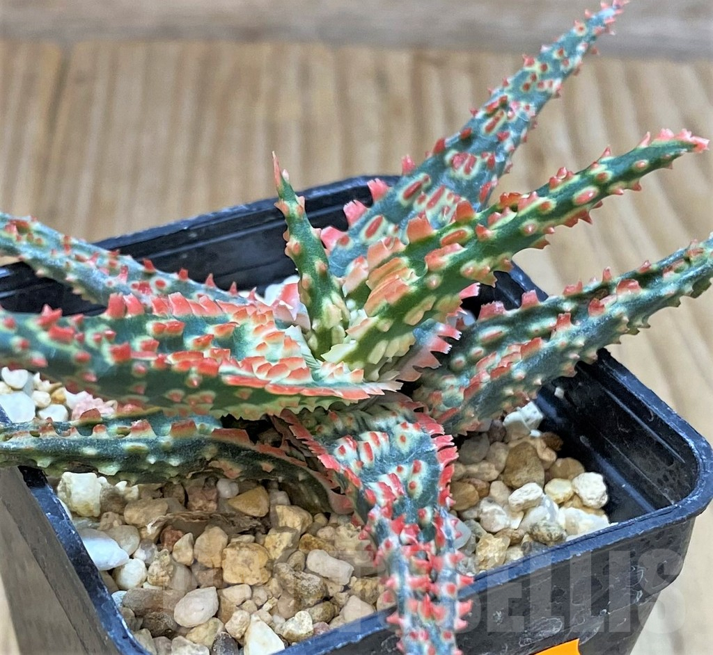 SHPR42319 Aloe TCT hybrid - Image 3