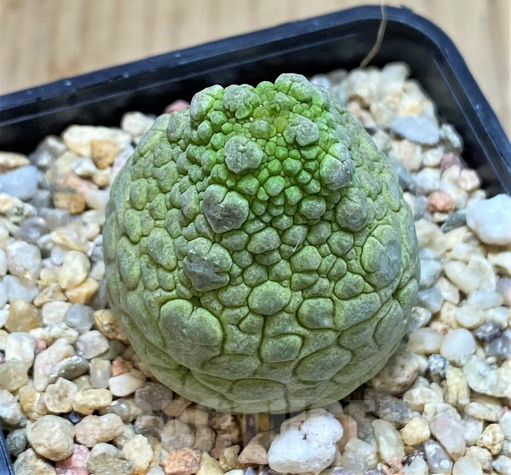 SHPR42323 Pseudolithos cubiformis