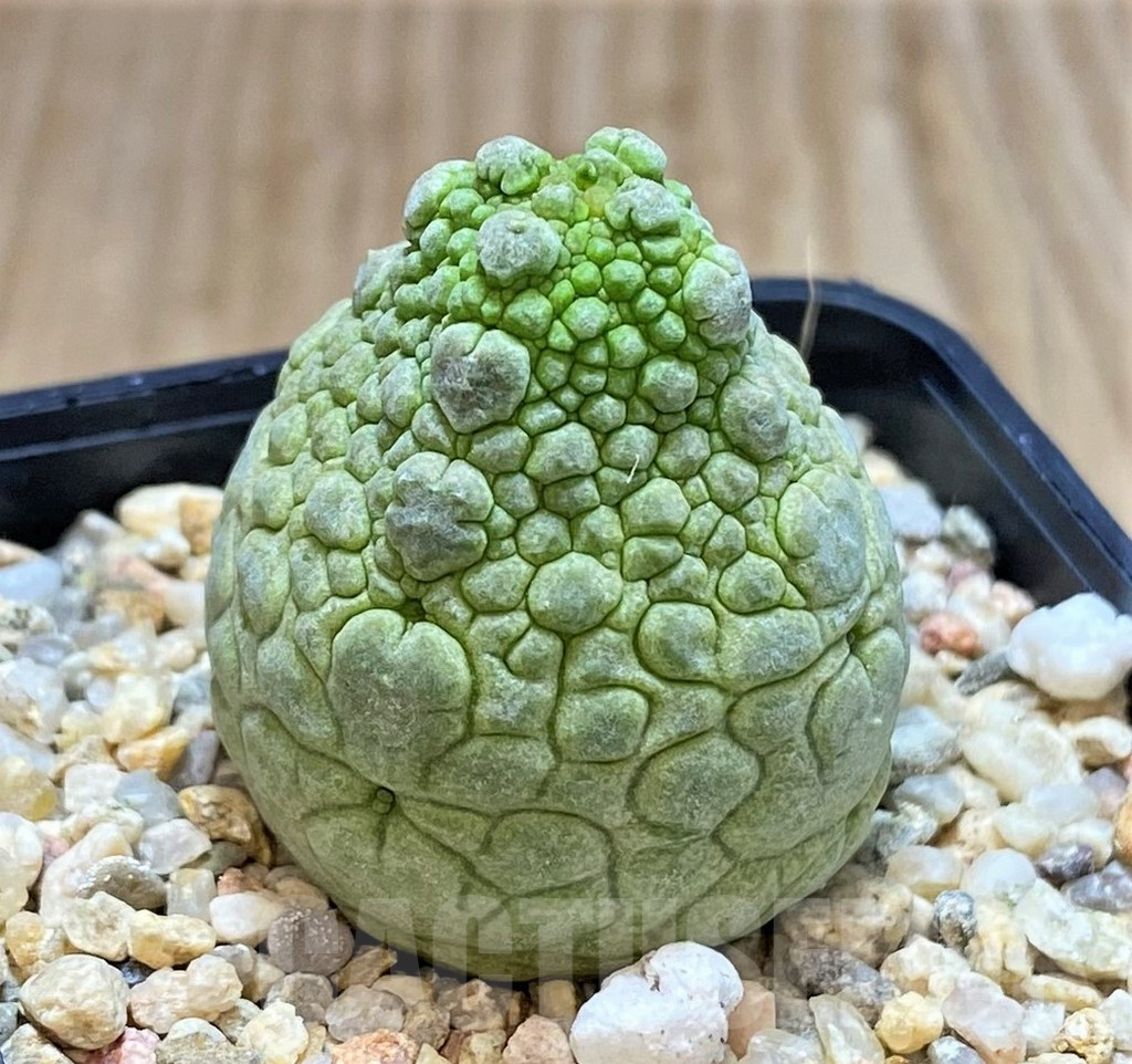 SHPR42323 Pseudolithos cubiformis - Image 2