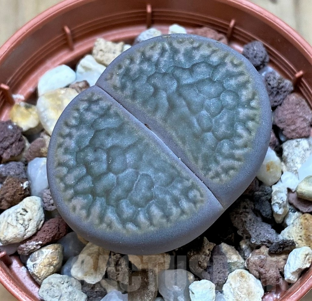SHPR42329 Lithops hookeri