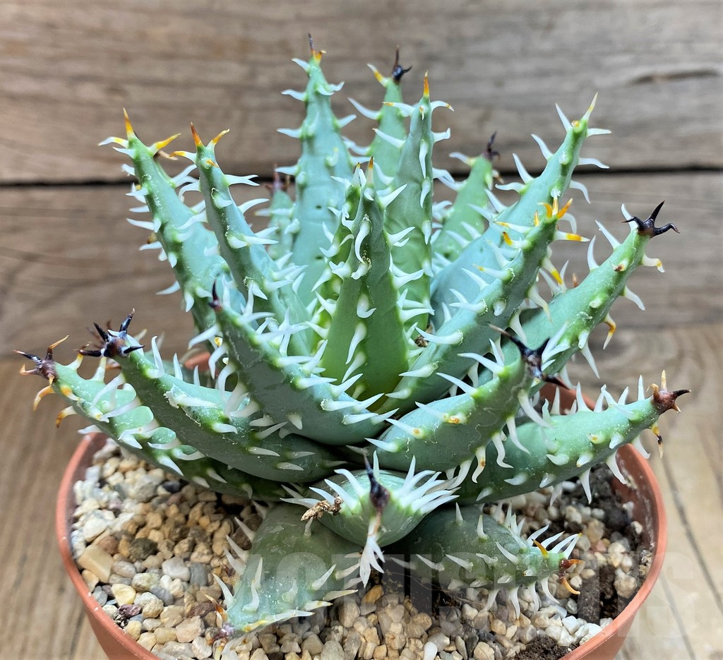 SHPR42465 Aloe erinacea - Image 3